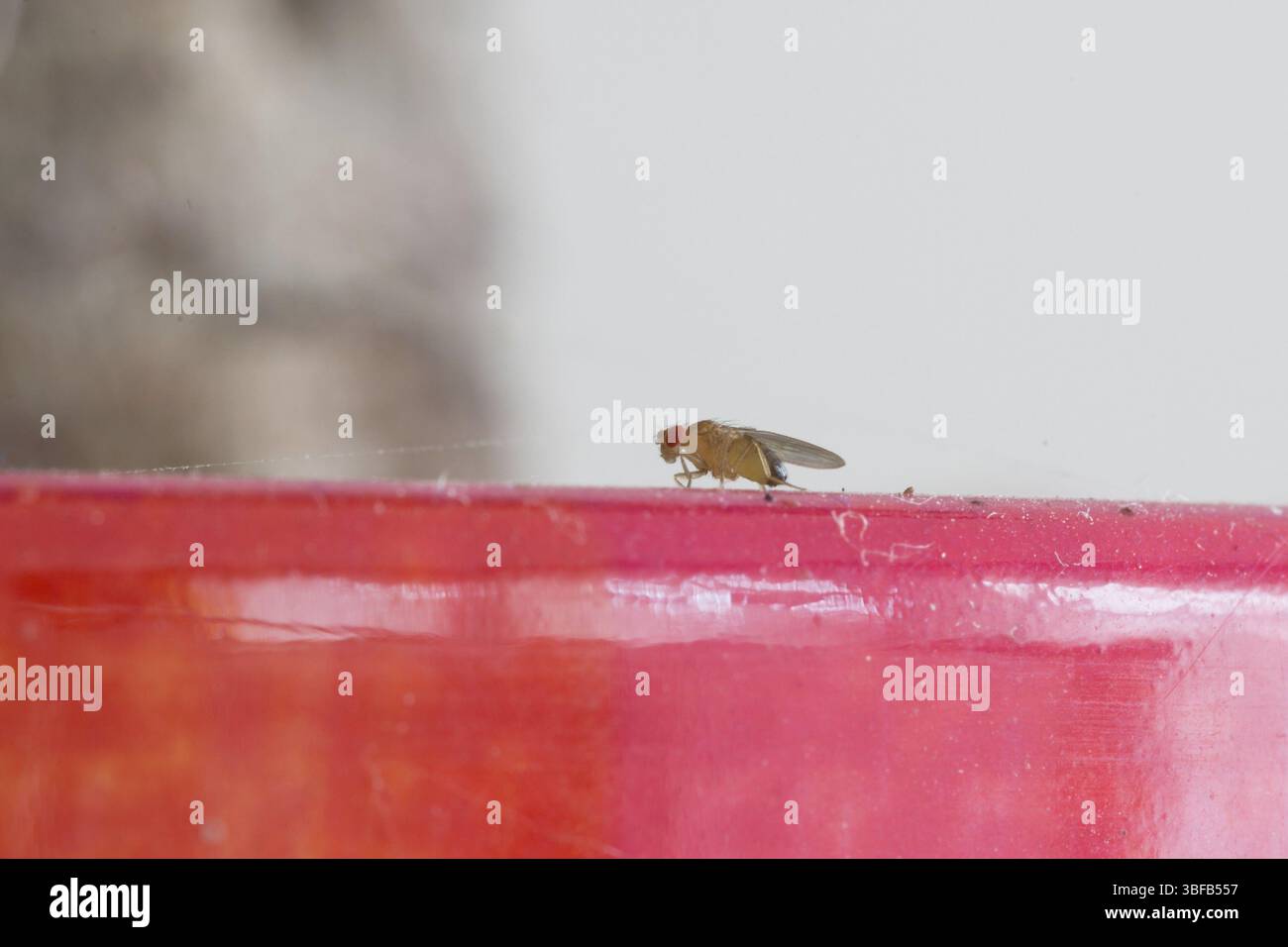 Mosca della frutta (Drosophila) Foto Stock