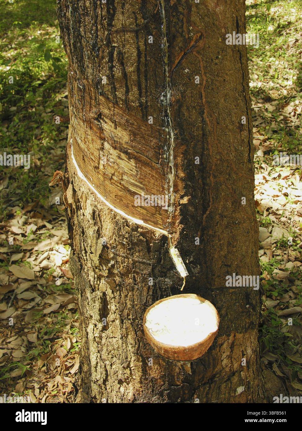 Piantagione di gomma (Hevea brasiliensis) Foto Stock