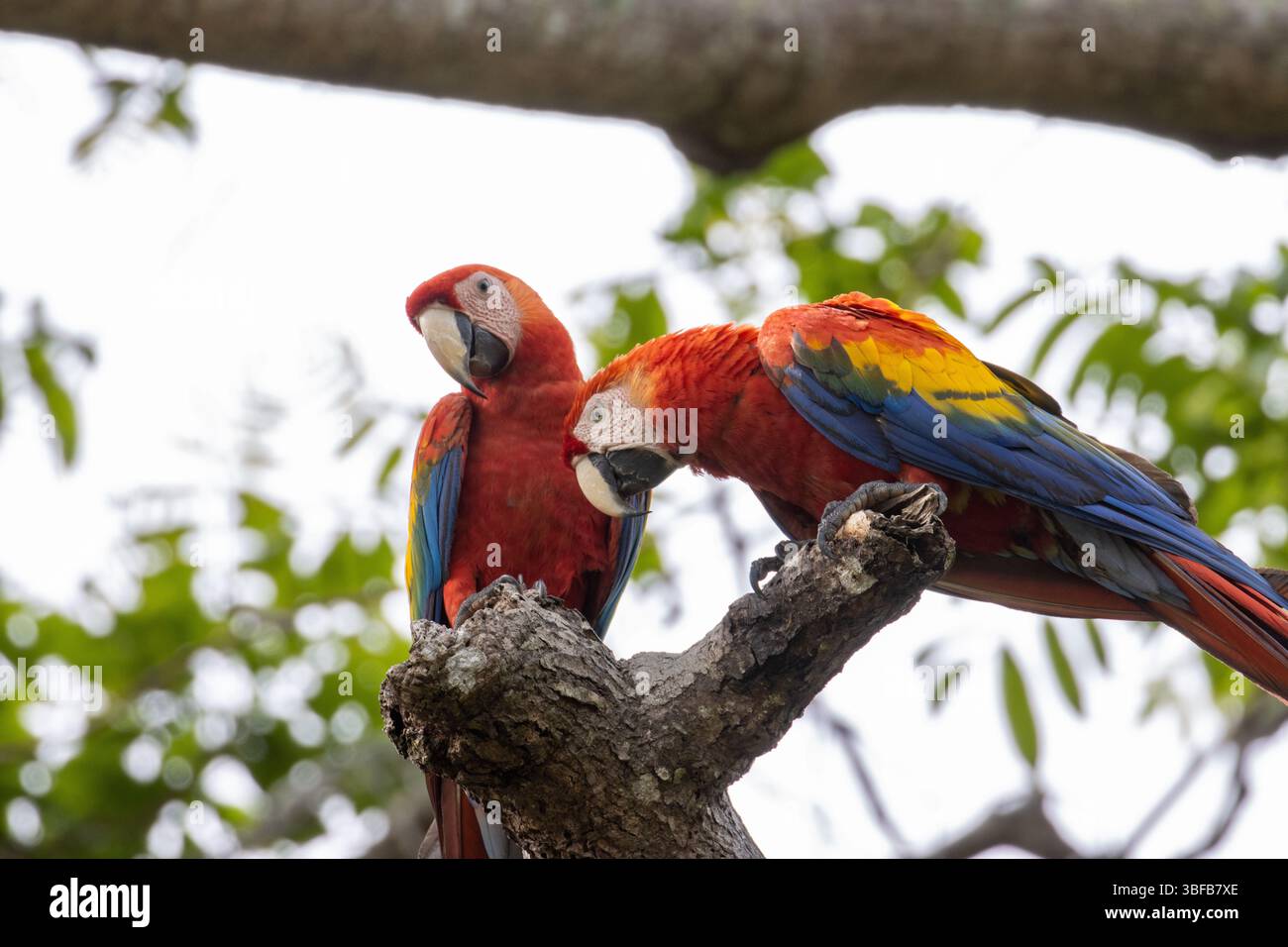 Un paio di maccheroni scarlatti selvatici accoppiati in albero in Costa Rica Foto Stock