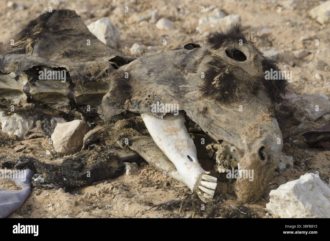 Mulo, morto Foto Stock