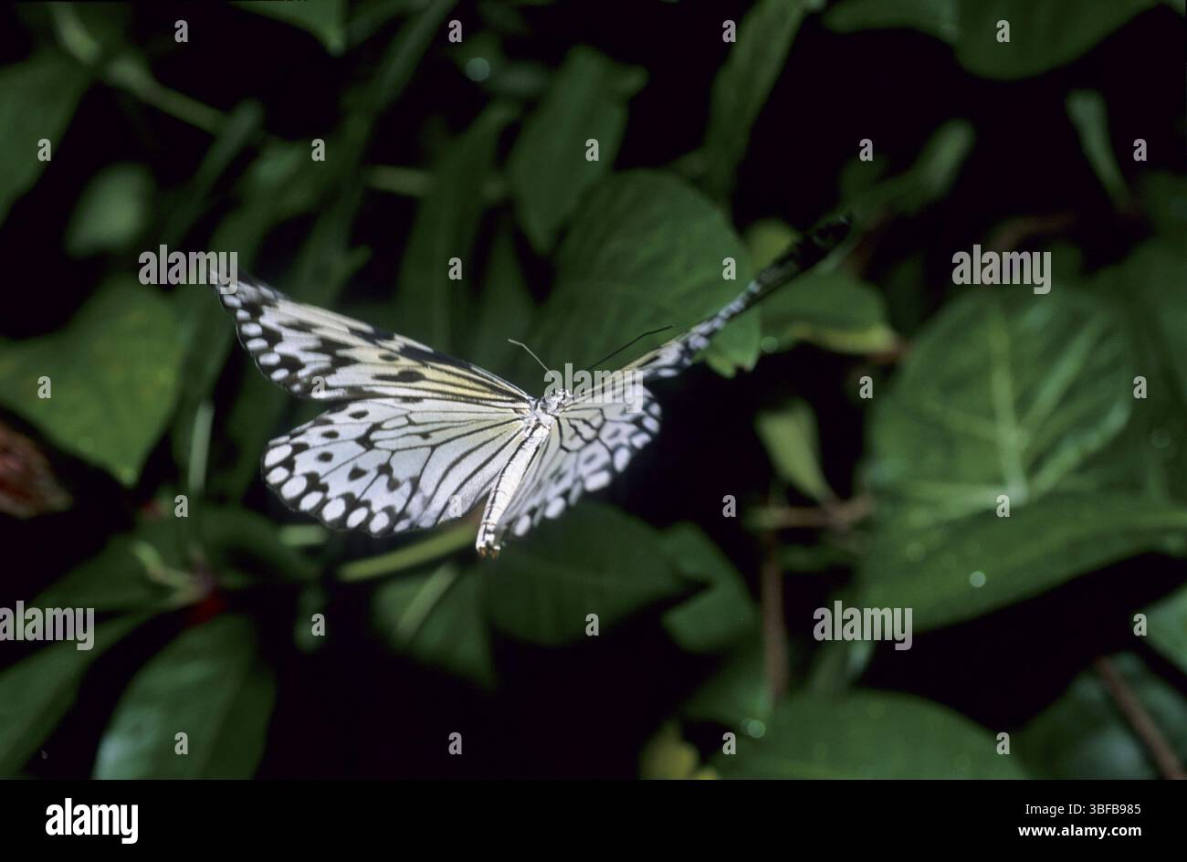 Farfalla tropicale in volo (Danaidae) Foto Stock