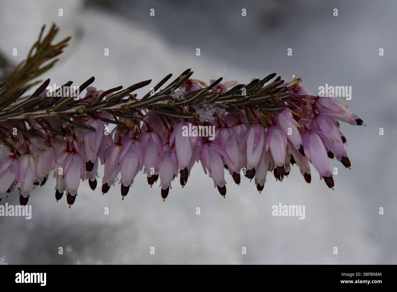 erica carnea (Erica carnea) Foto Stock