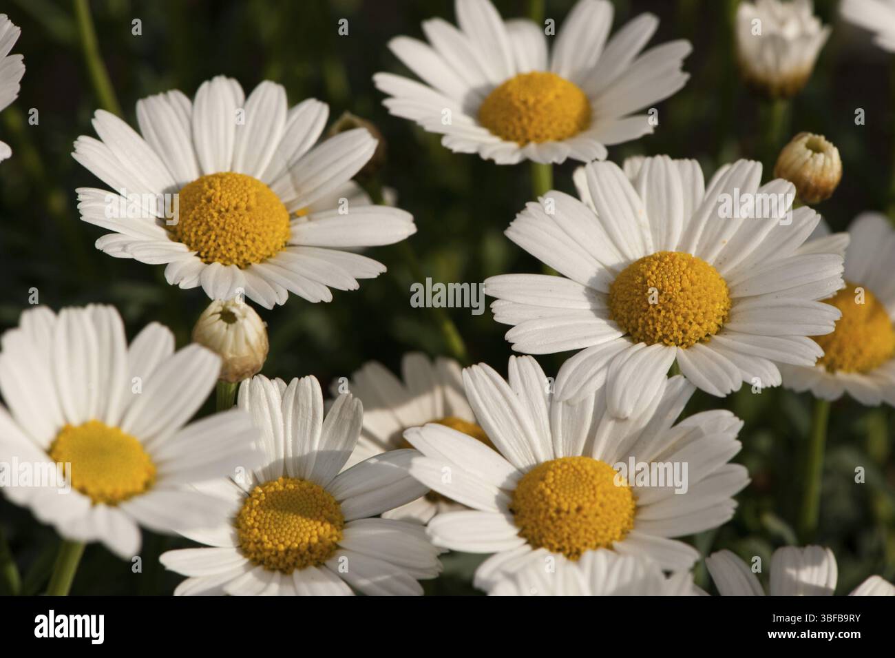 Daisy (Bellis majoris herba) Foto Stock