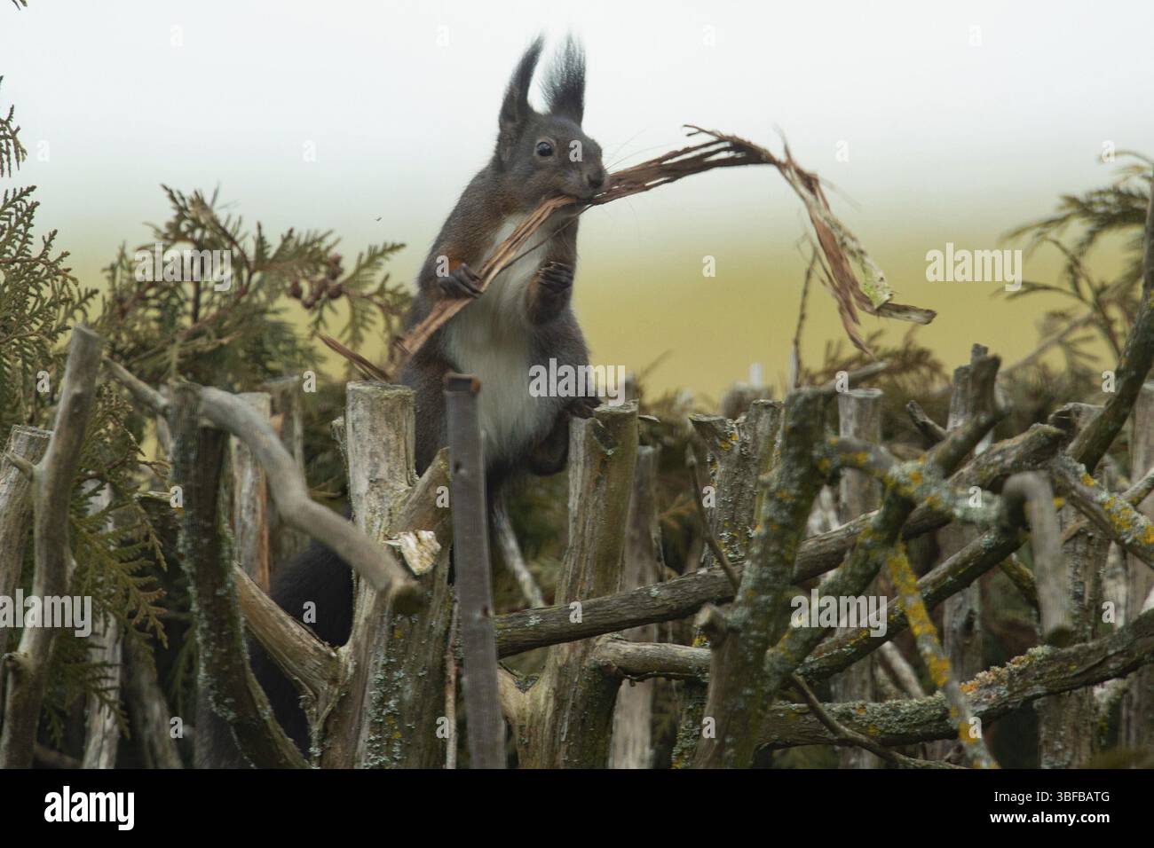 Scoiattolo (Sciurus vulgaris) Foto Stock