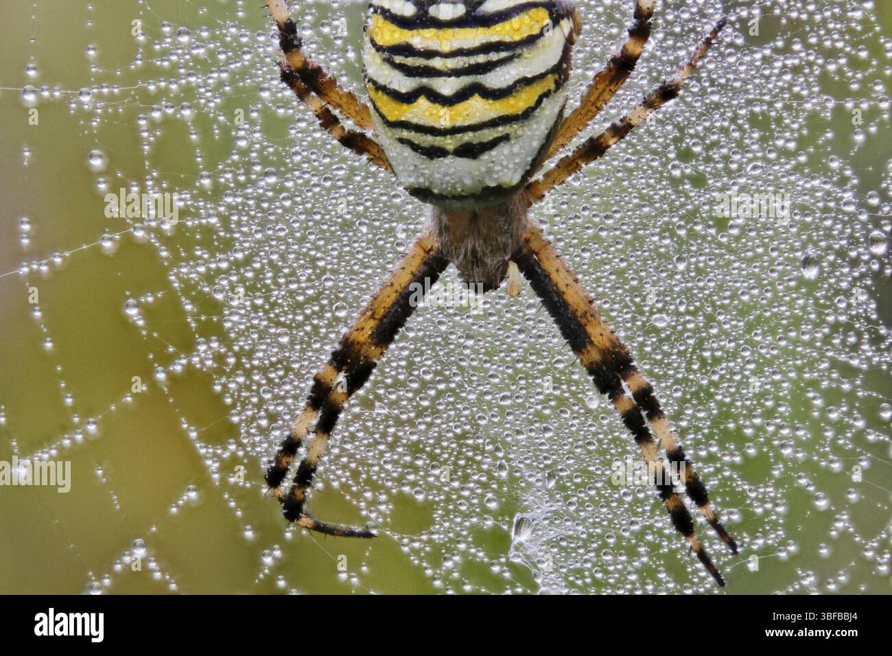 Zebra ragno - donna in una ragnatela piena di gocce di rugiada Foto Stock