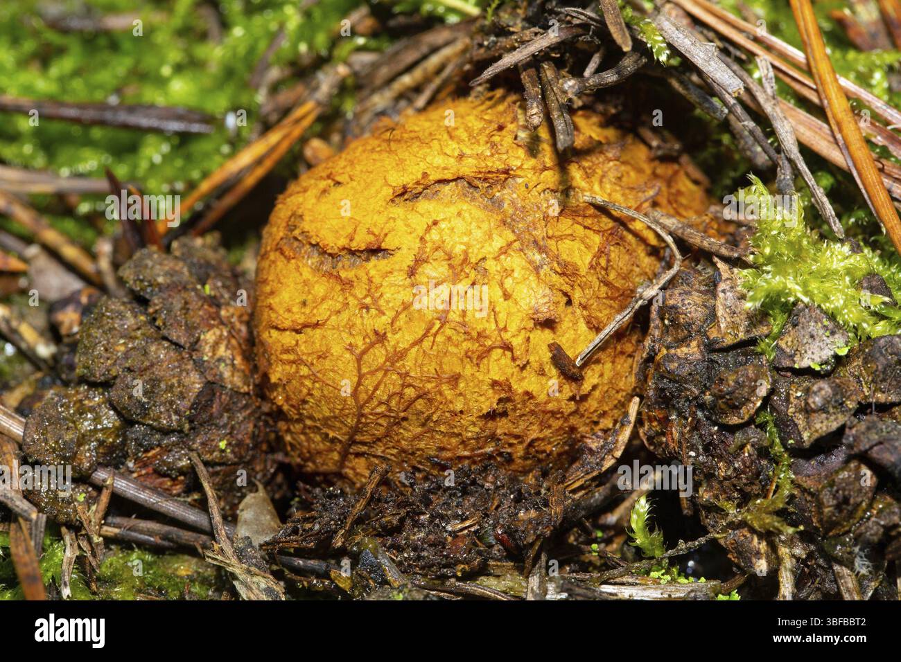 Tartufo barbuto giallastro, tartufo di radice giallobrunastro (Rhizopogon luteolus) Foto Stock