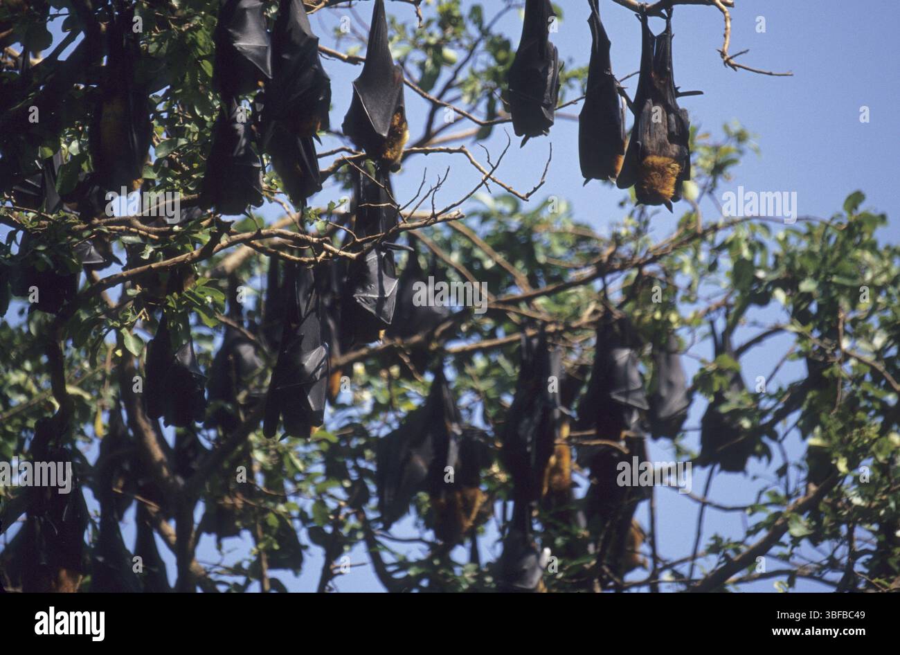 Indian Flying Fox (Pteropus giganteus) Foto Stock