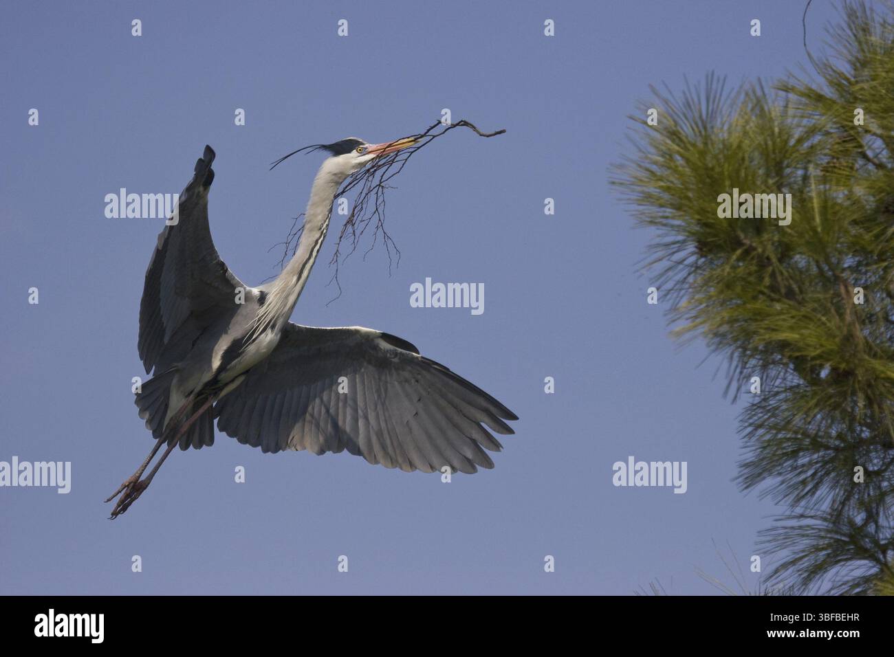 Airone cinerino (Ardea cinerea) Foto Stock