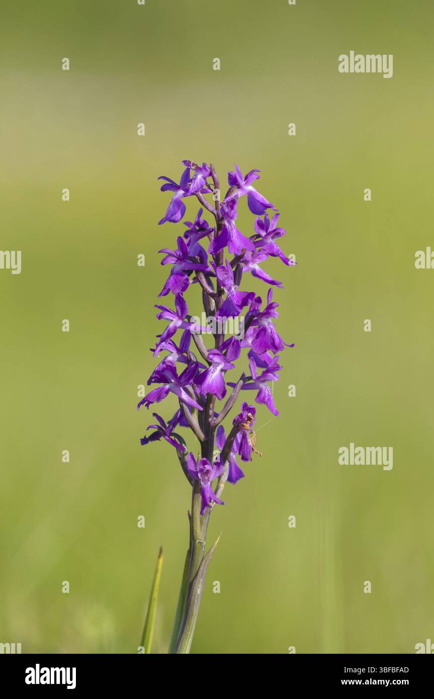 Orchidea robusta (Orchis palustris ssp. Robusta) Foto Stock