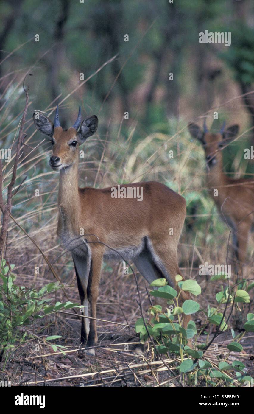 Buck chiaro (Ourebia ourebi) Foto Stock