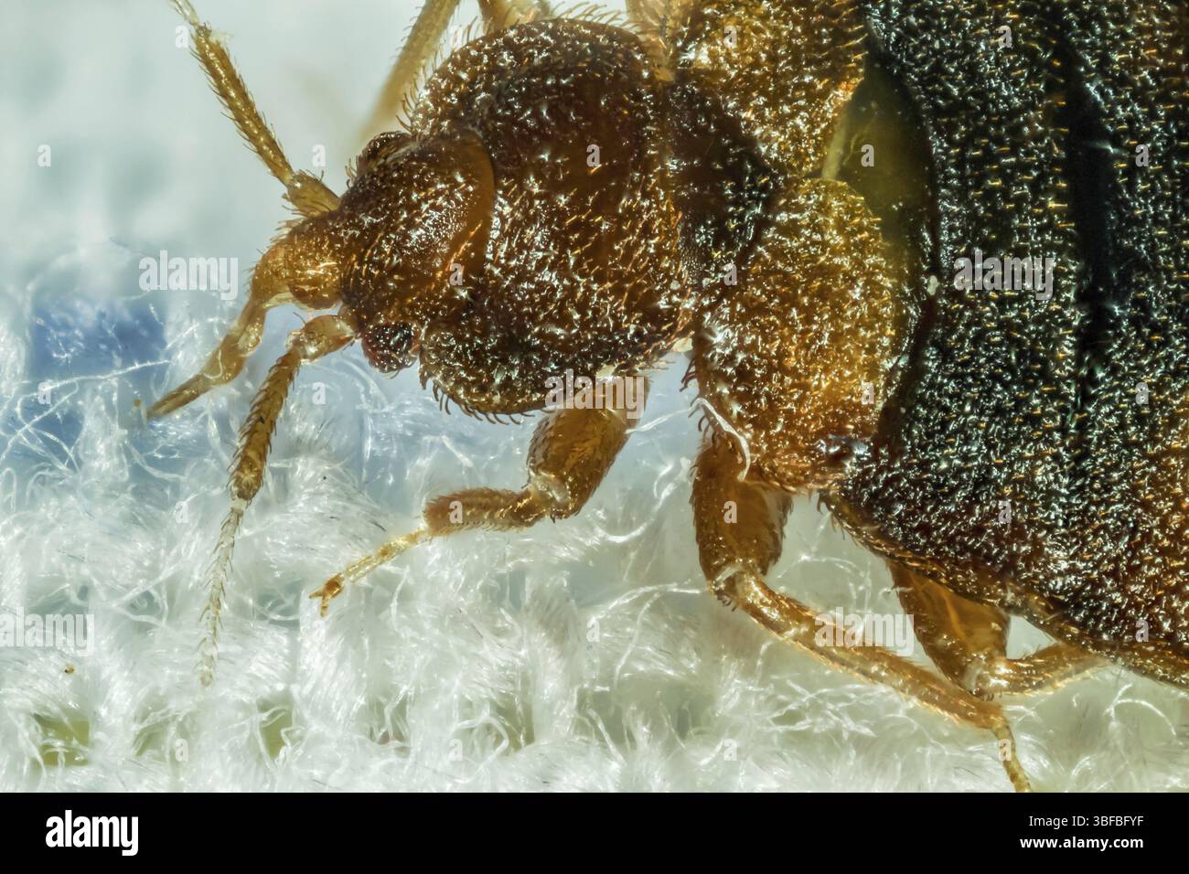 Cimice del letto (Cimex lectularius) Foto Stock
