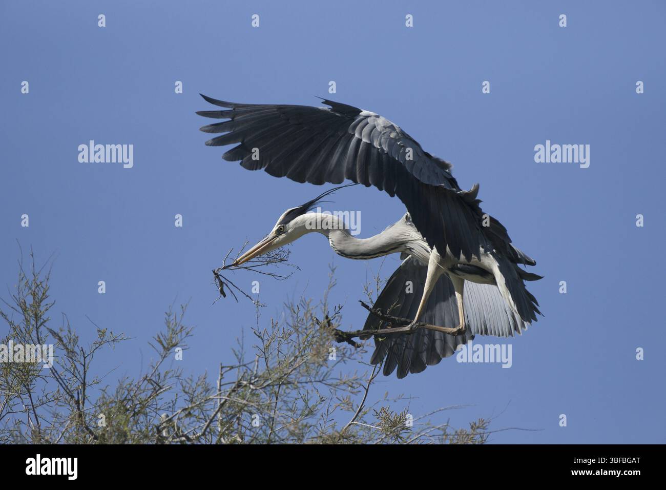 Aironi grigi che trasportano materiale di nidificazione (Ardea cinerea) Foto Stock