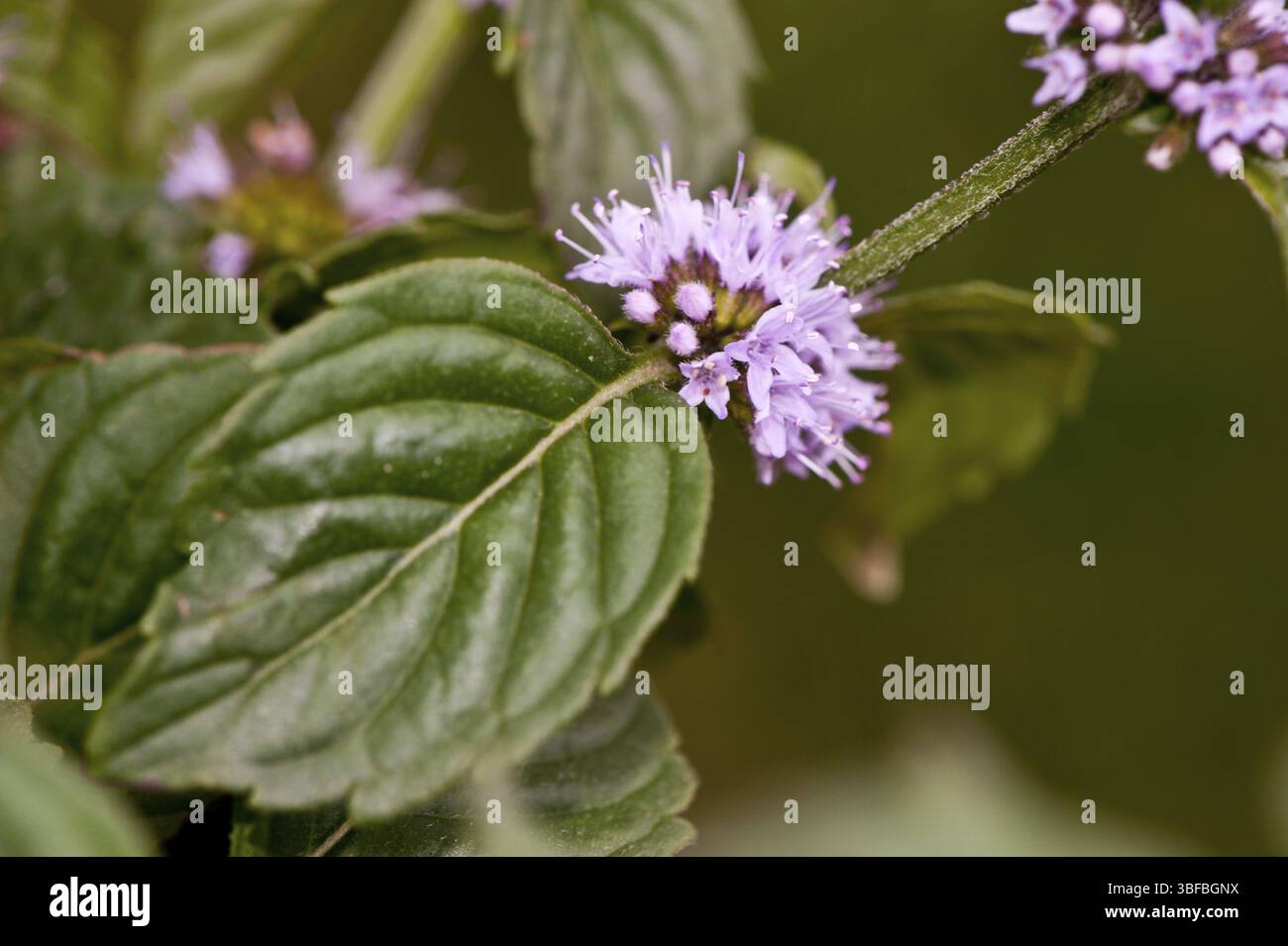 Menta da campo (Mentha arvensis) Foto Stock