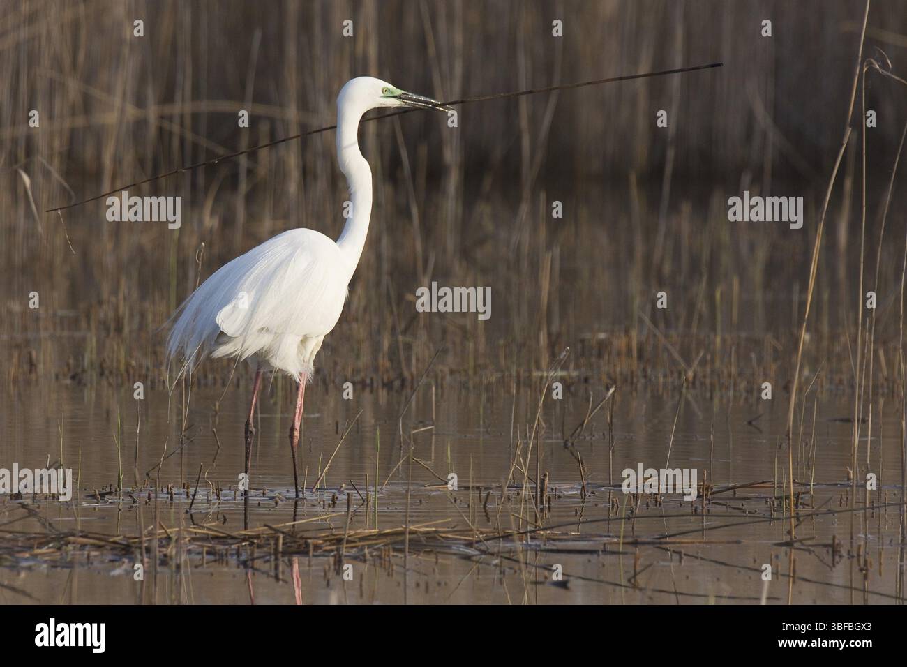 Grande Errito Bianco (Casmerodius albus) Foto Stock