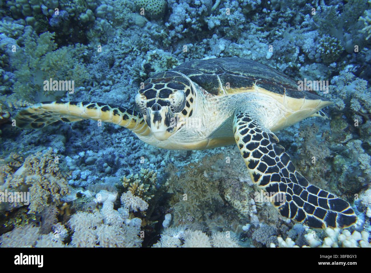 Hawksbill tartaruga di mare (Eretmochelys imbricata) Foto Stock