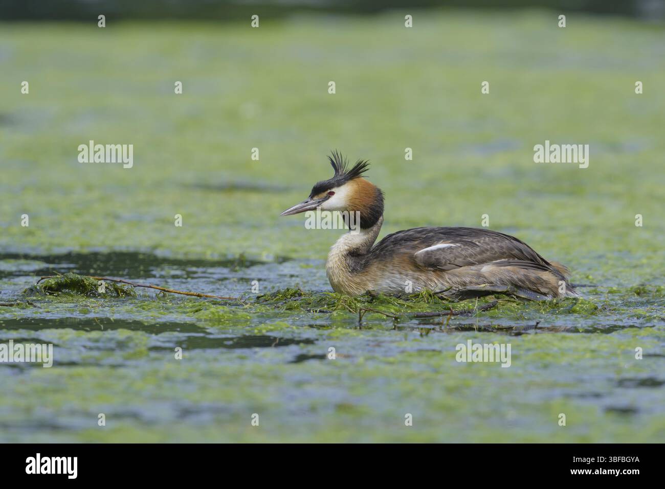 Svasso maggiore (Podiceps cristatus) Foto Stock
