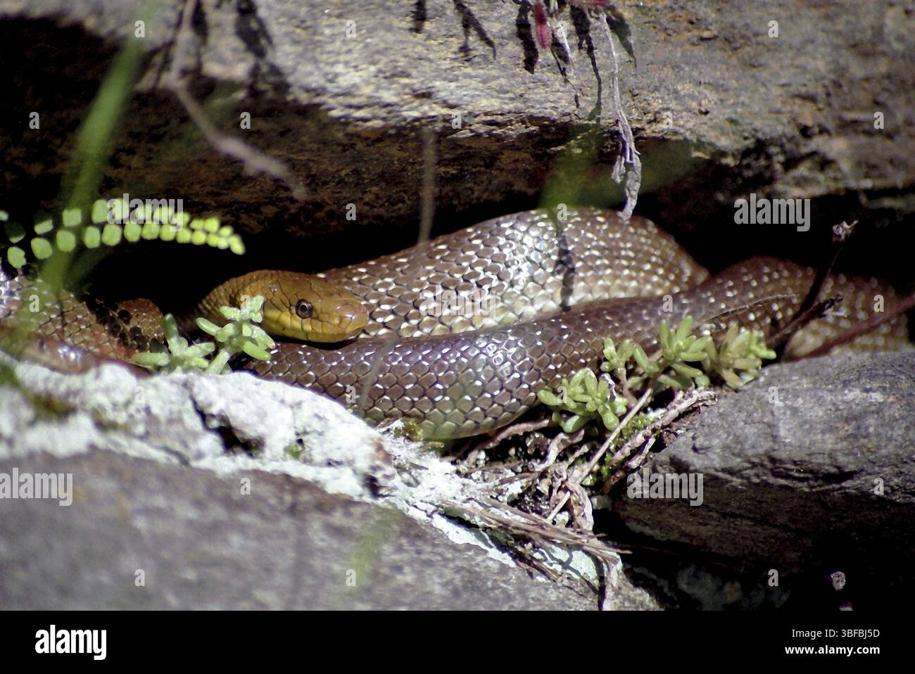 Serpente esculapico (Zamenis l. longissimus) Foto Stock
