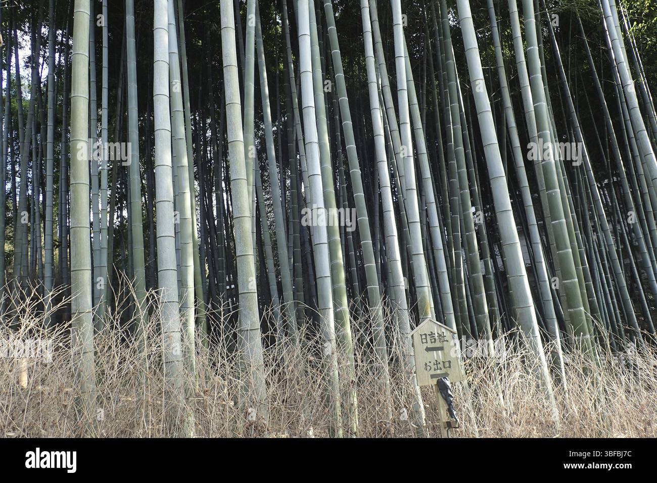 Un legno di bambù giapponese Foto Stock