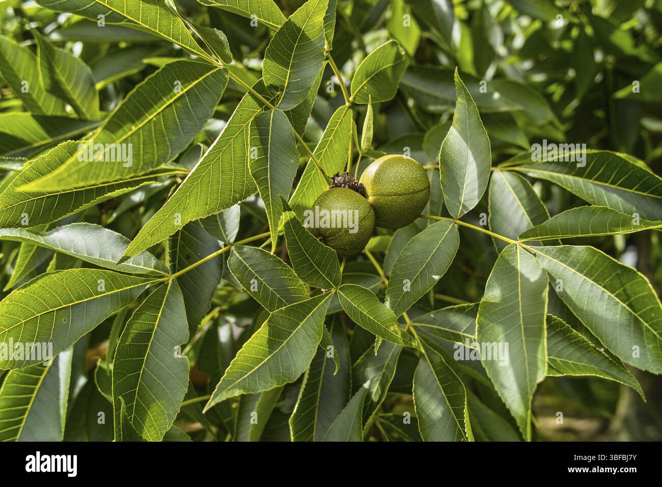 Carya sp. (juglandaceae) HICKORYNUT (carya sp. (juglandaceae) Foto Stock