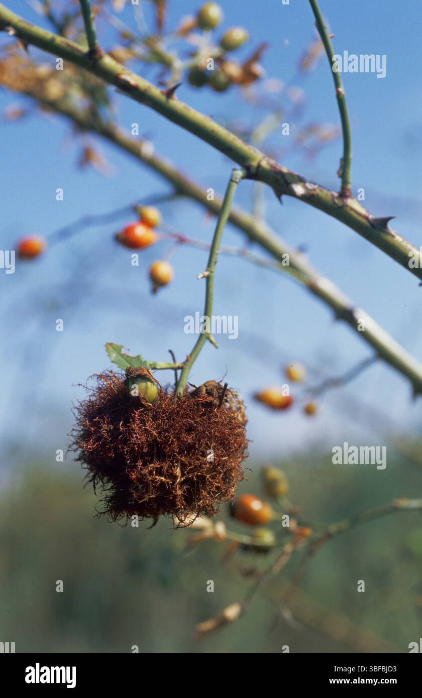 Rosa gall, mela addormentata (Diplolepis rosae) Foto Stock