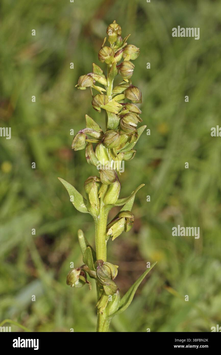 Orchidea di rana (Coeloglossum viride) Foto Stock