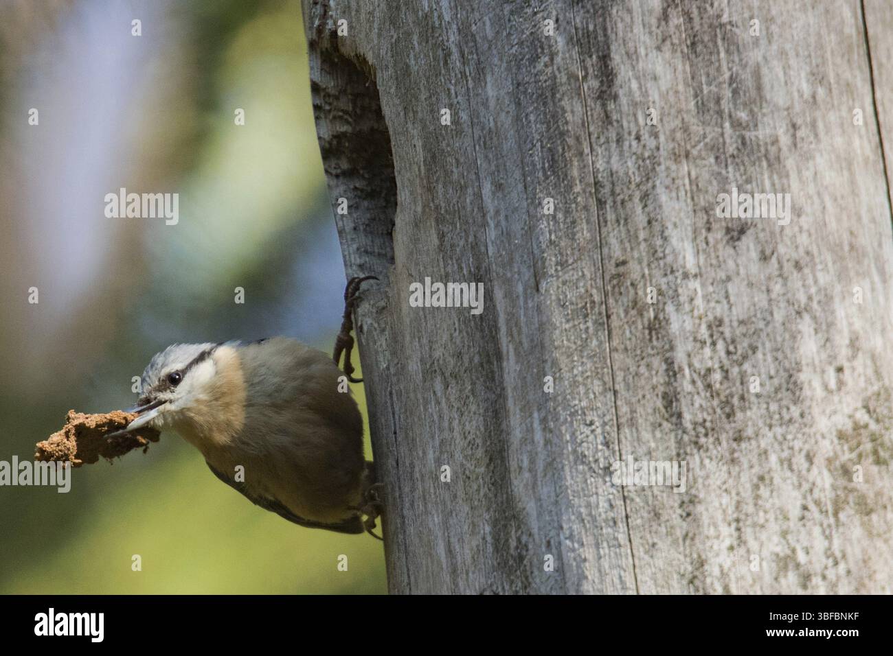 Picchio muratore (Sitta europaea) Foto Stock