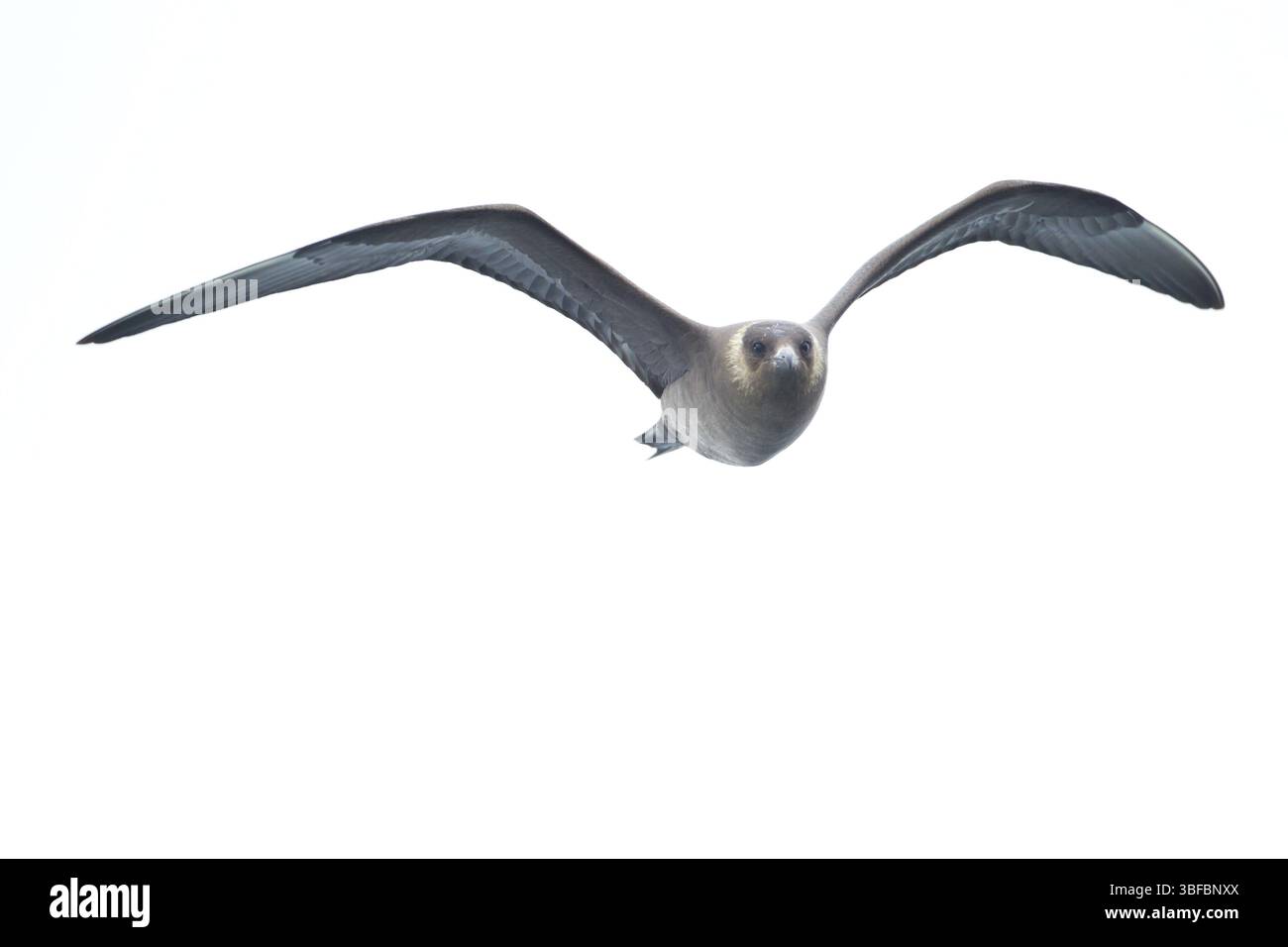 skua parassita (stercorarius, parasiticus) Foto Stock