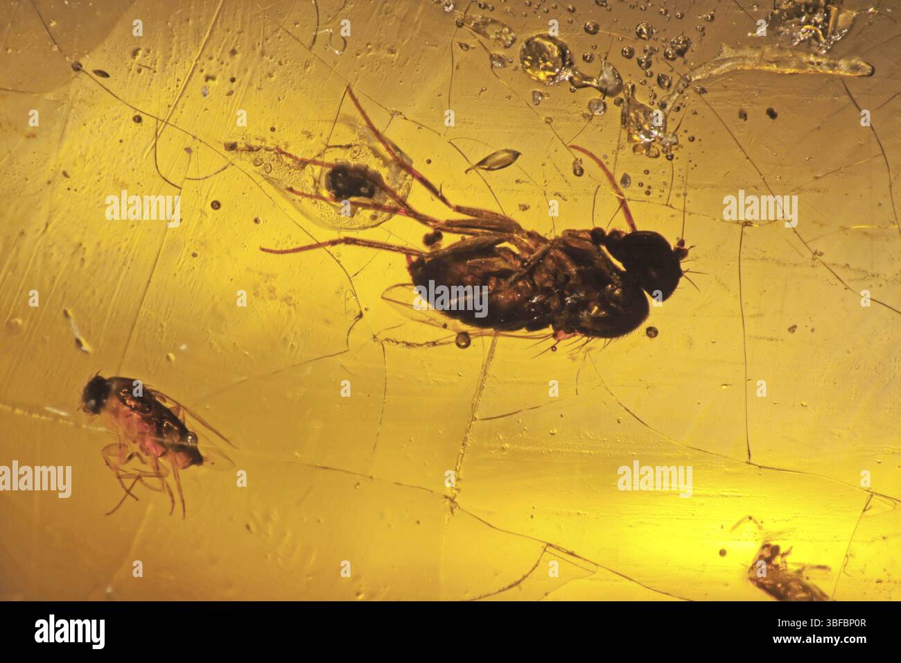 Amberinkluse - volo Foto Stock