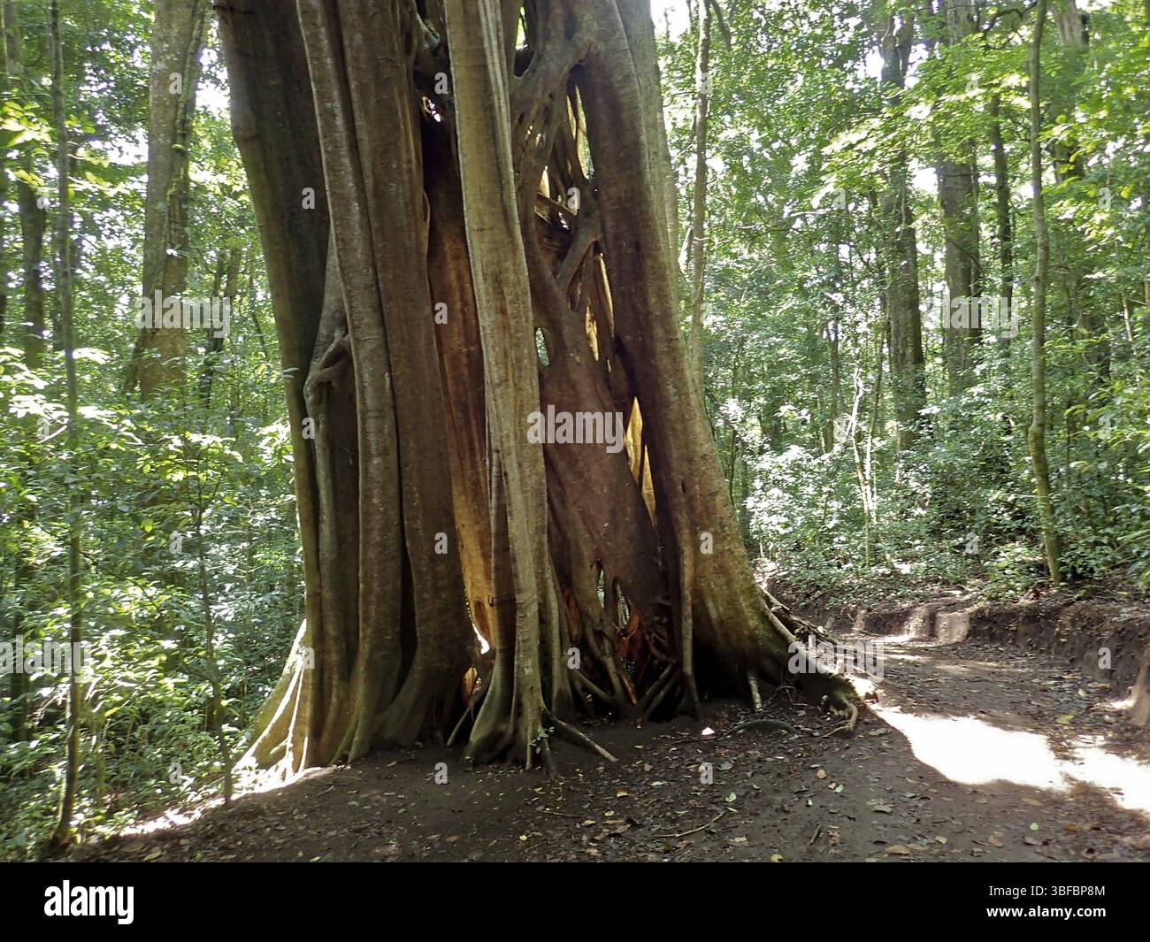 Fico strangolatore della Florida (Ficus aurea) Foto Stock