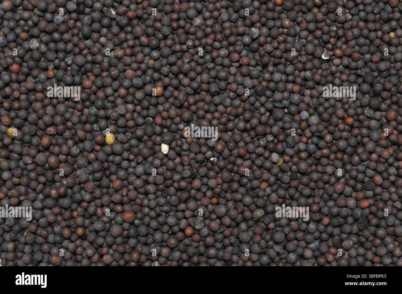 Senape nera (Brassica nigra) Foto Stock