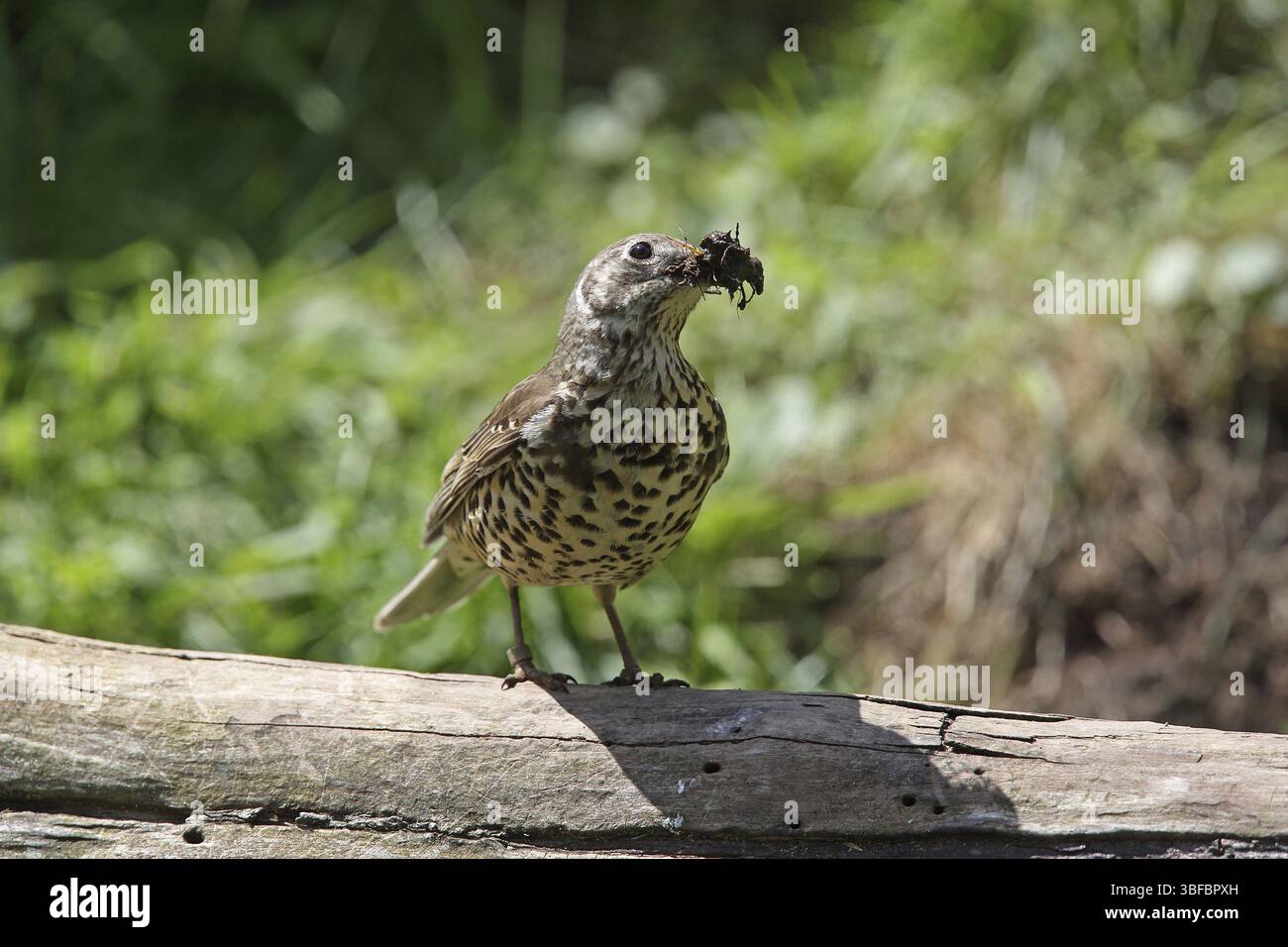 Tordo Mistle (Turdus viscivorus) Foto Stock