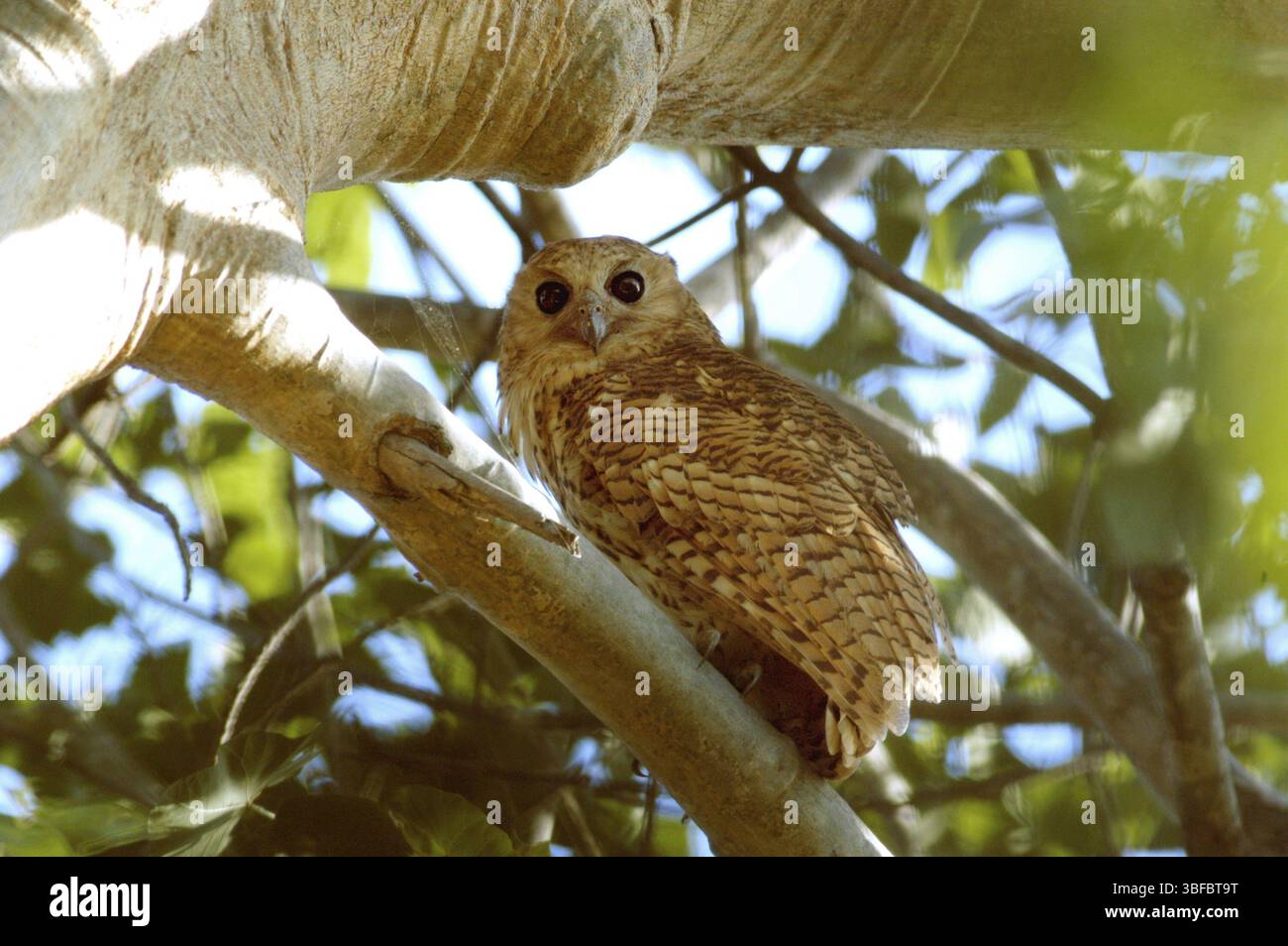 Gufo di pesce a banda (Scotopelia peli) Foto Stock