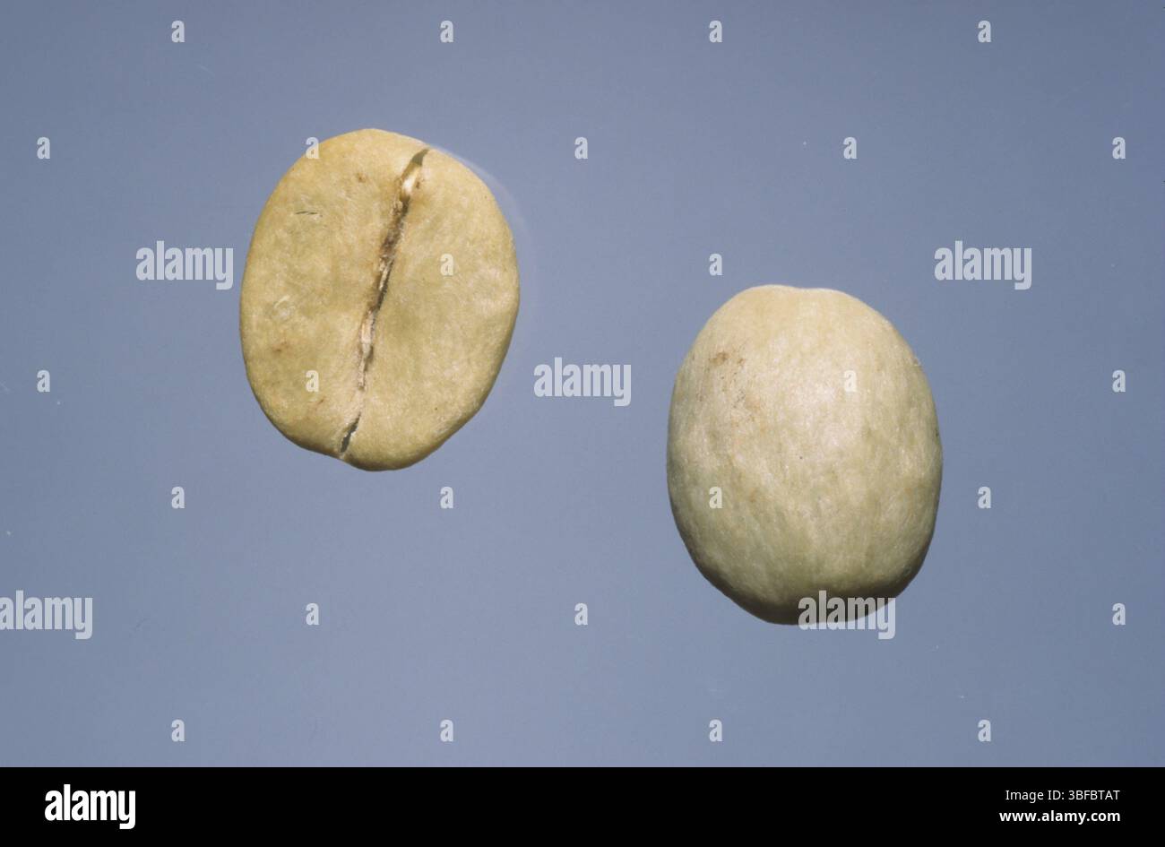 Caffè verde, caffè, chicchi di caffè, semi di caffè (pianta madre: Coffea arabica) Foto Stock