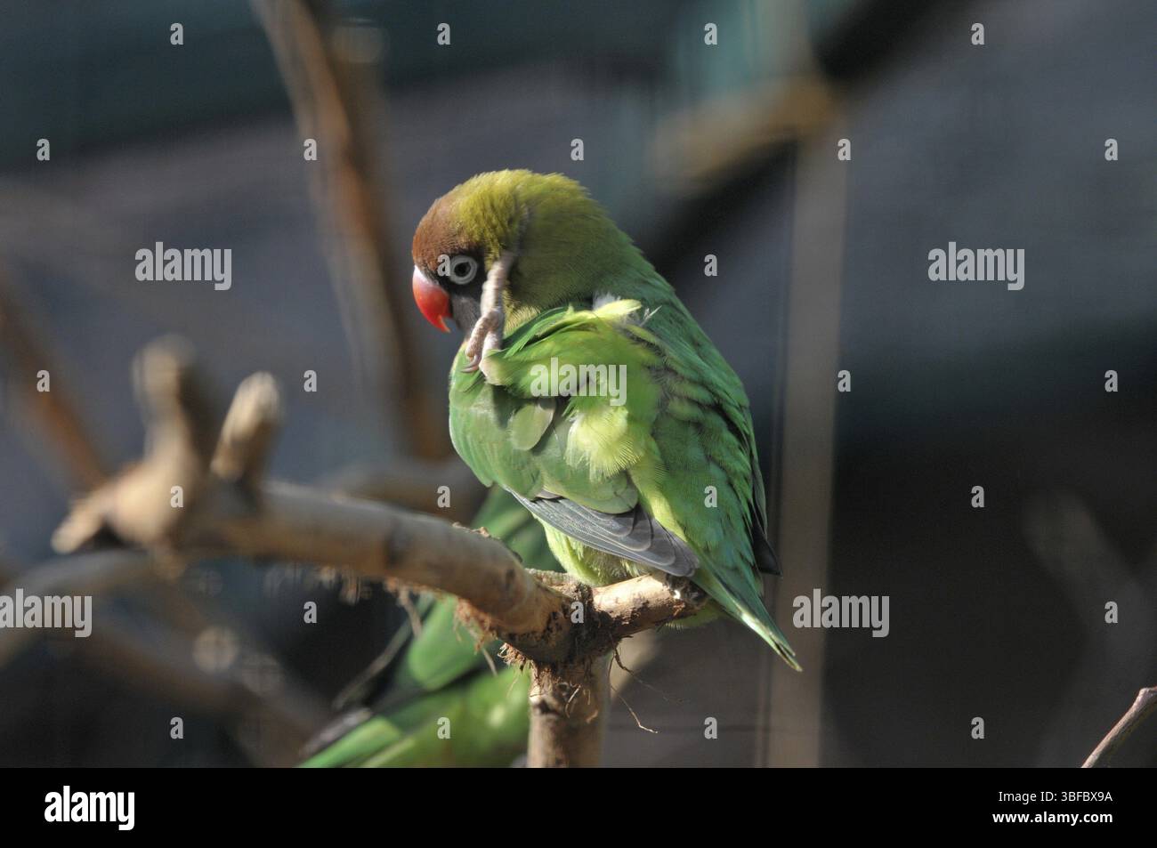 cecadee dalla testa nera (Agapornis personatus) Foto Stock