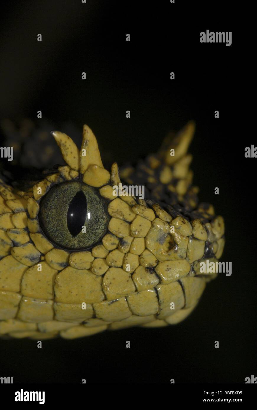 Boccola Usambara viper (Atheris ceratophora) Foto Stock