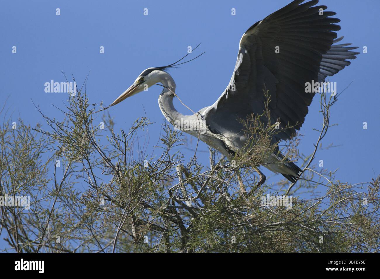 Aironi grigi che trasportano materiale di nidificazione (Ardea cinerea) Foto Stock