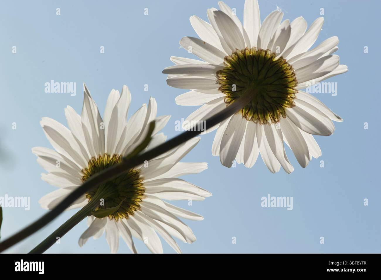 Margherite (Leucanthemum vulgare) Foto Stock