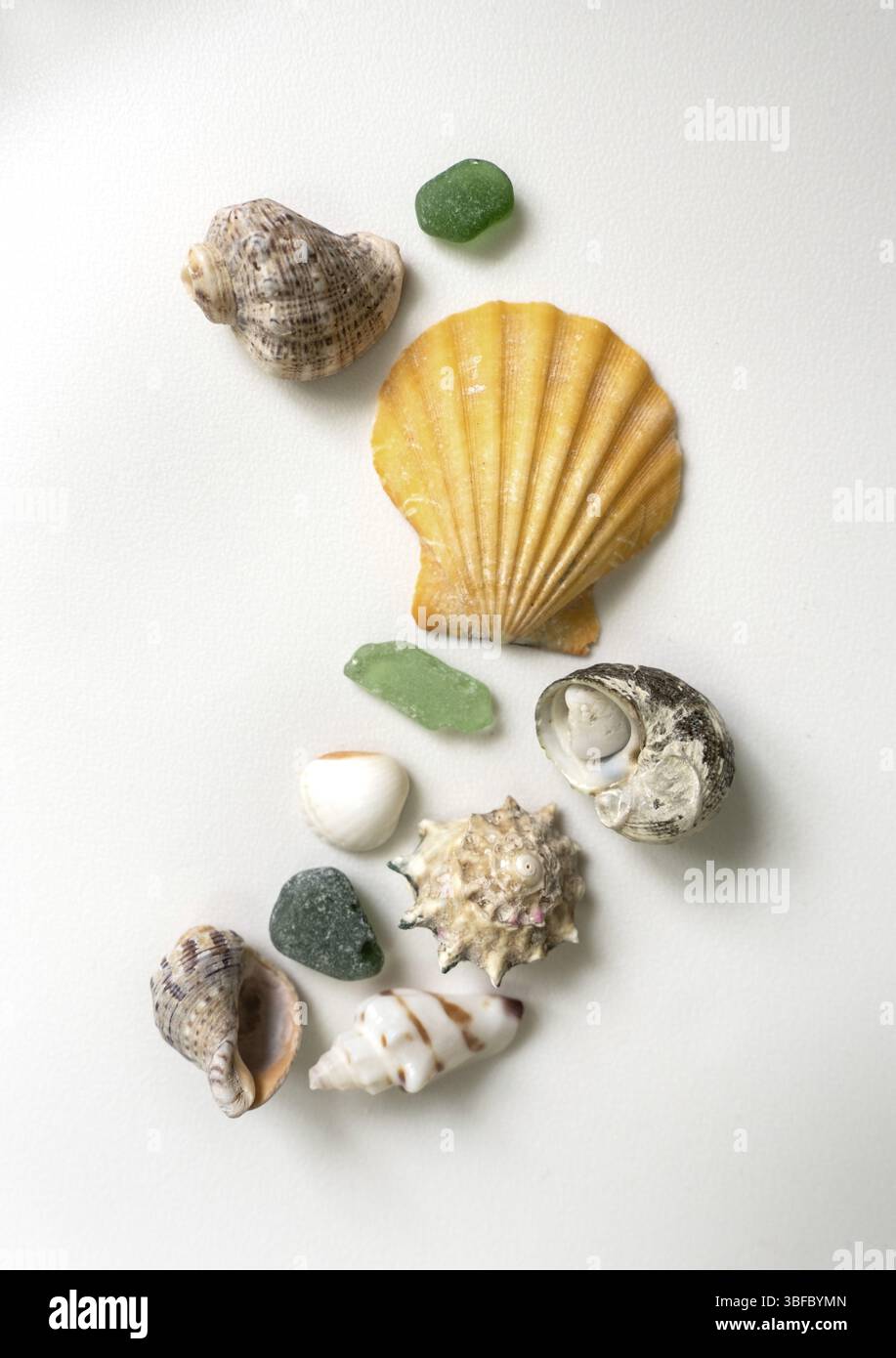 Sea ​​conchiglie e vetri della costa del mare, su sfondo bianco Foto Stock