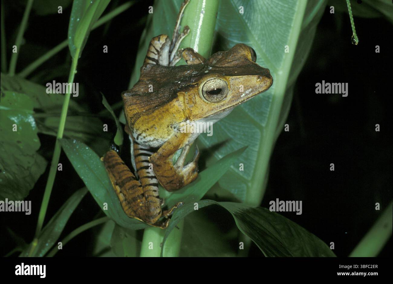 Rana tubercolare arbustiva (Polypedates sp.) Foto Stock