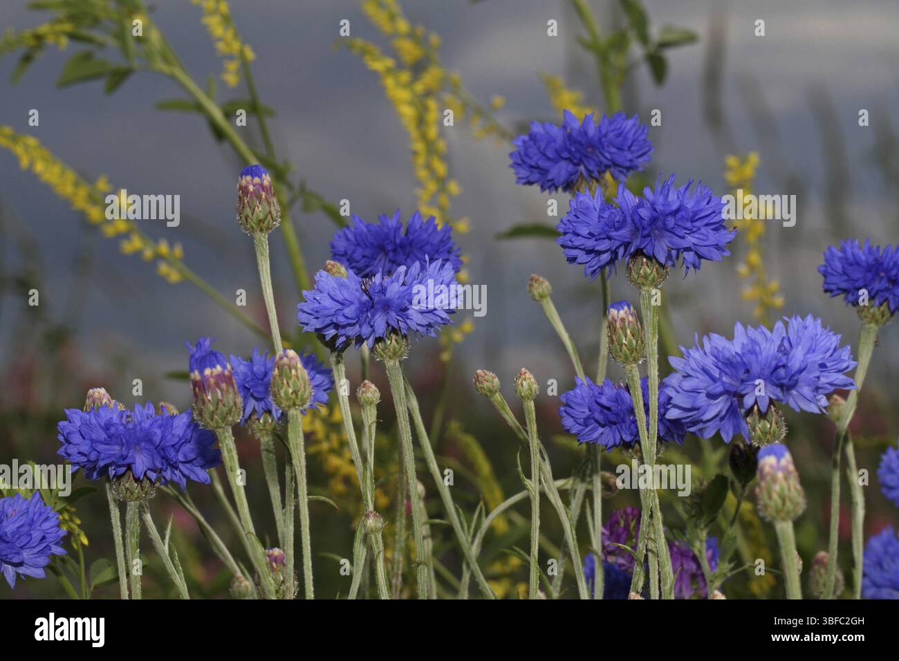 Erbe selvatiche Foto Stock