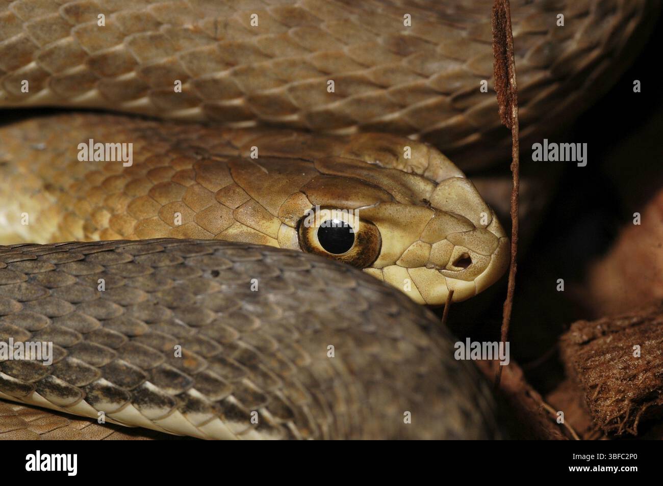 Serpente di Montpellier orientale (Malpolon monspessulanus insignitus) Foto Stock