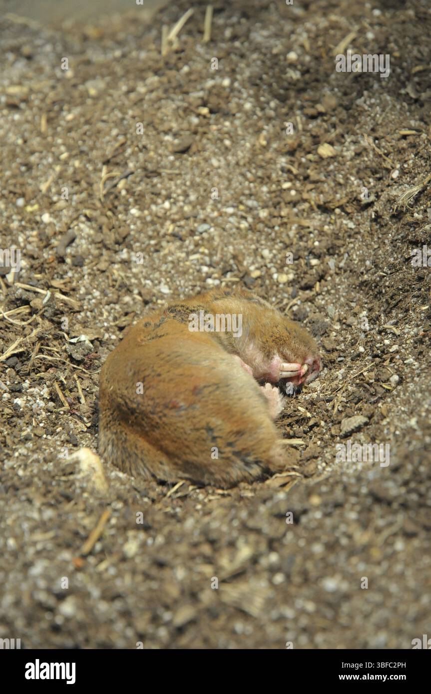 Mole-ratto di Ansell (Fukomys anselli) Foto Stock