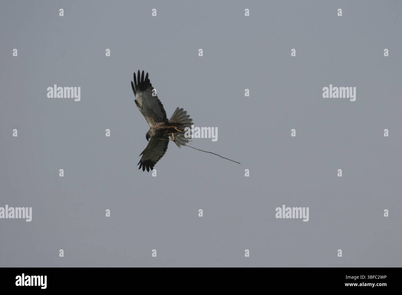 Falco di palude (Circus aeruginosus) Foto Stock