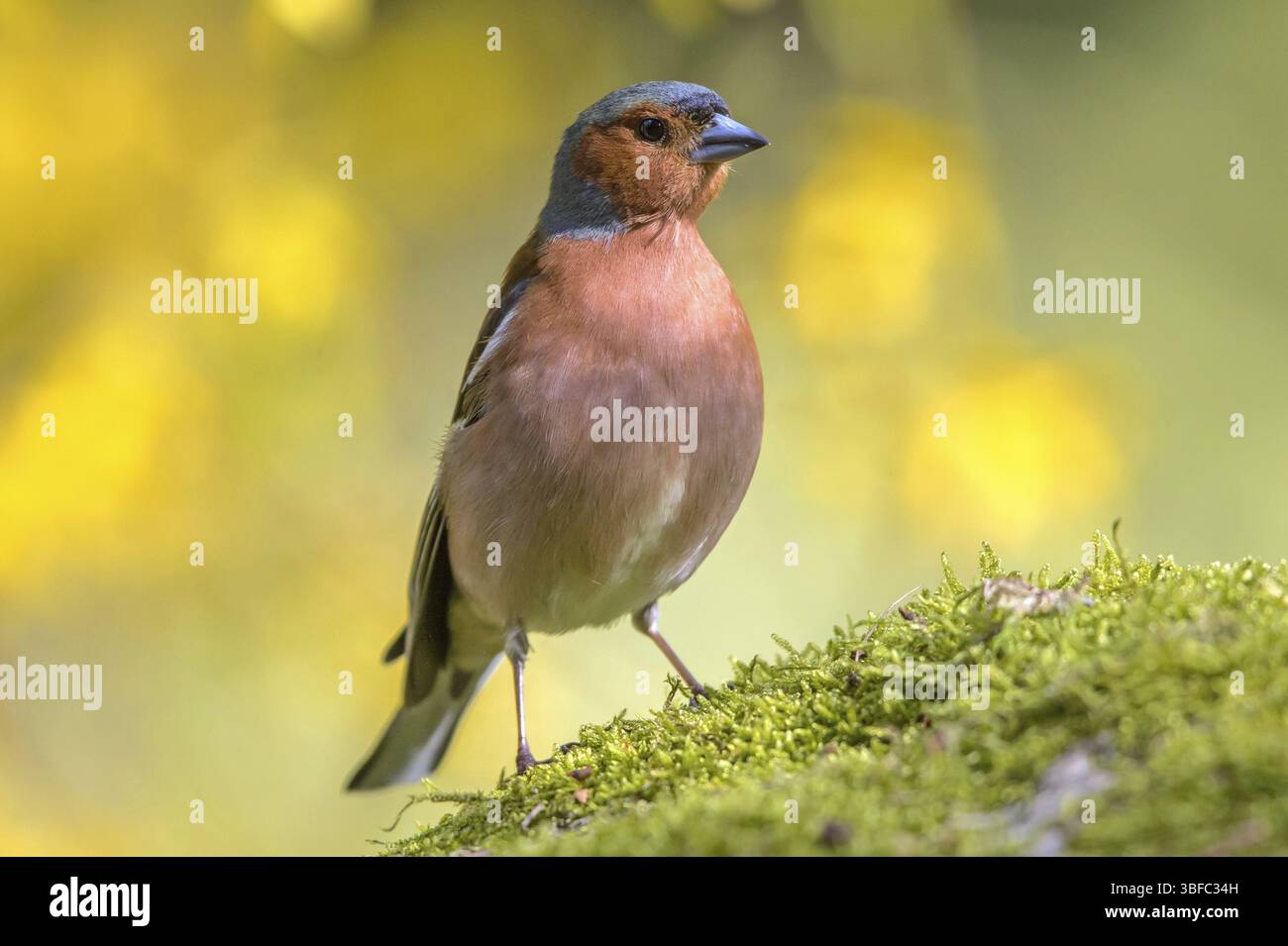 Chaffinch - maschio (Fringilla coelebs) Foto Stock