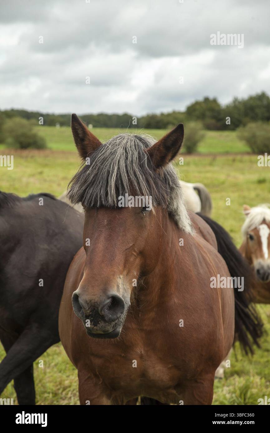 Bordata di pesca / Danimarca 2013 Foto Stock