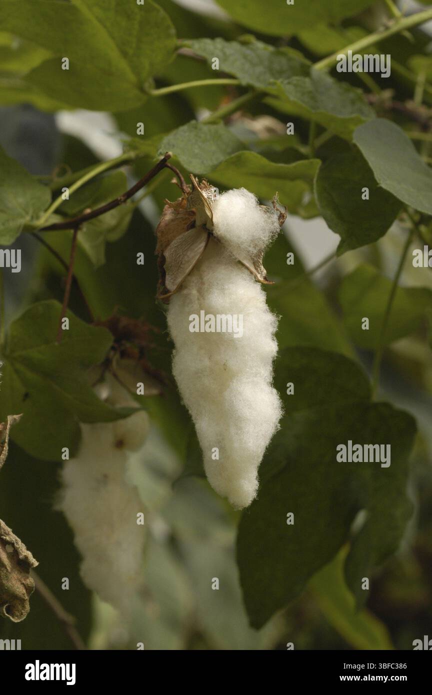 Cespuglio di cotone, cotone comune (Gossypium herbaceum) Foto Stock