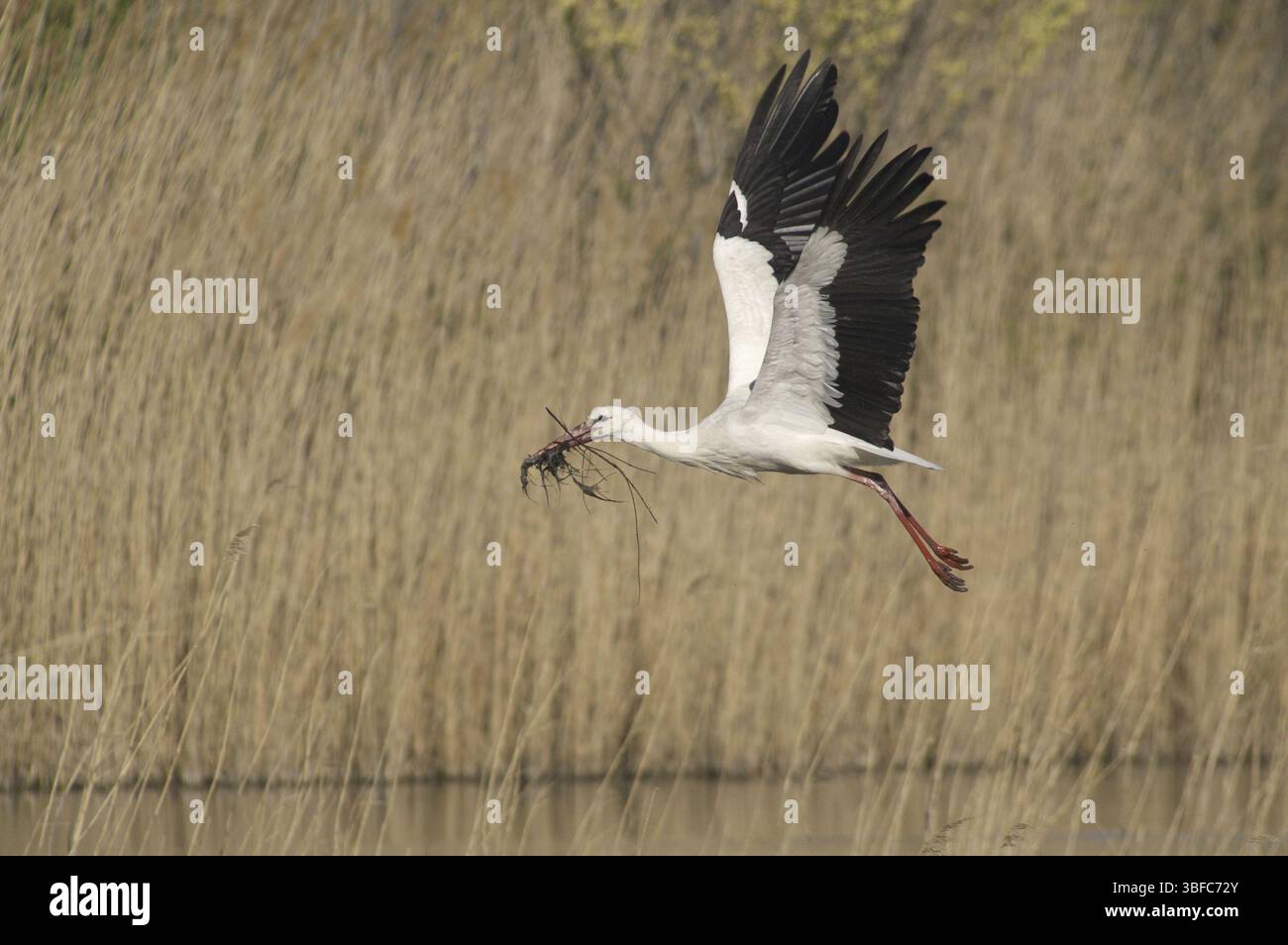 Materiale di nidificazione per cicogne bianche (Ciconia ciconia) Foto Stock