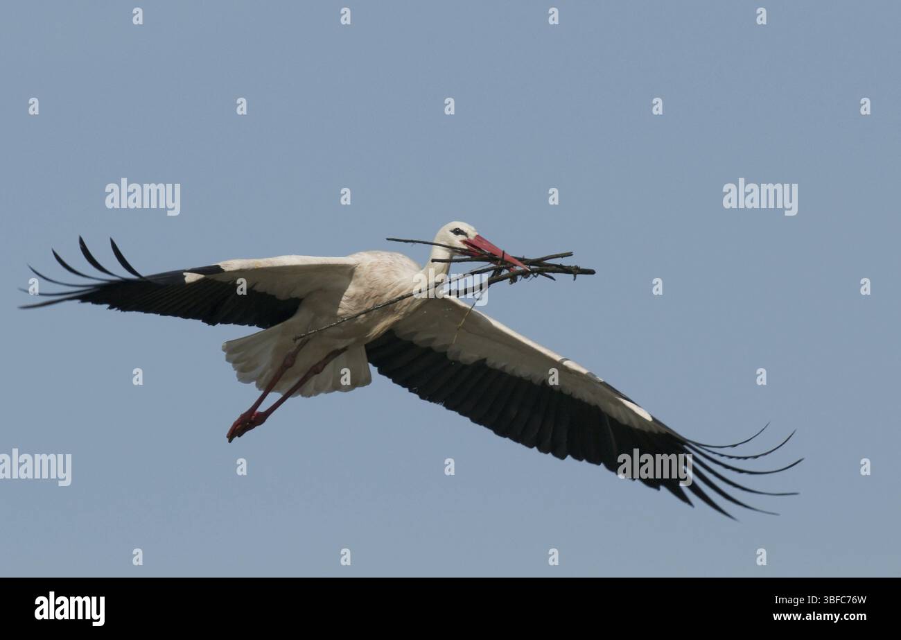 Cicogna bianca (Ciconia ciconia) Foto Stock