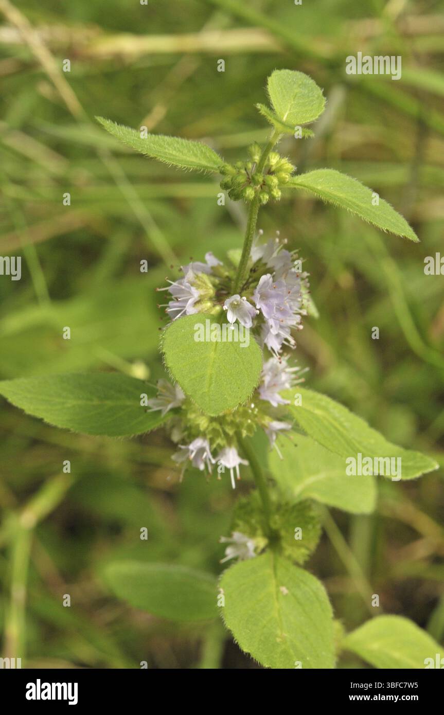 Menta da campo (Mentha arvensis) Foto Stock