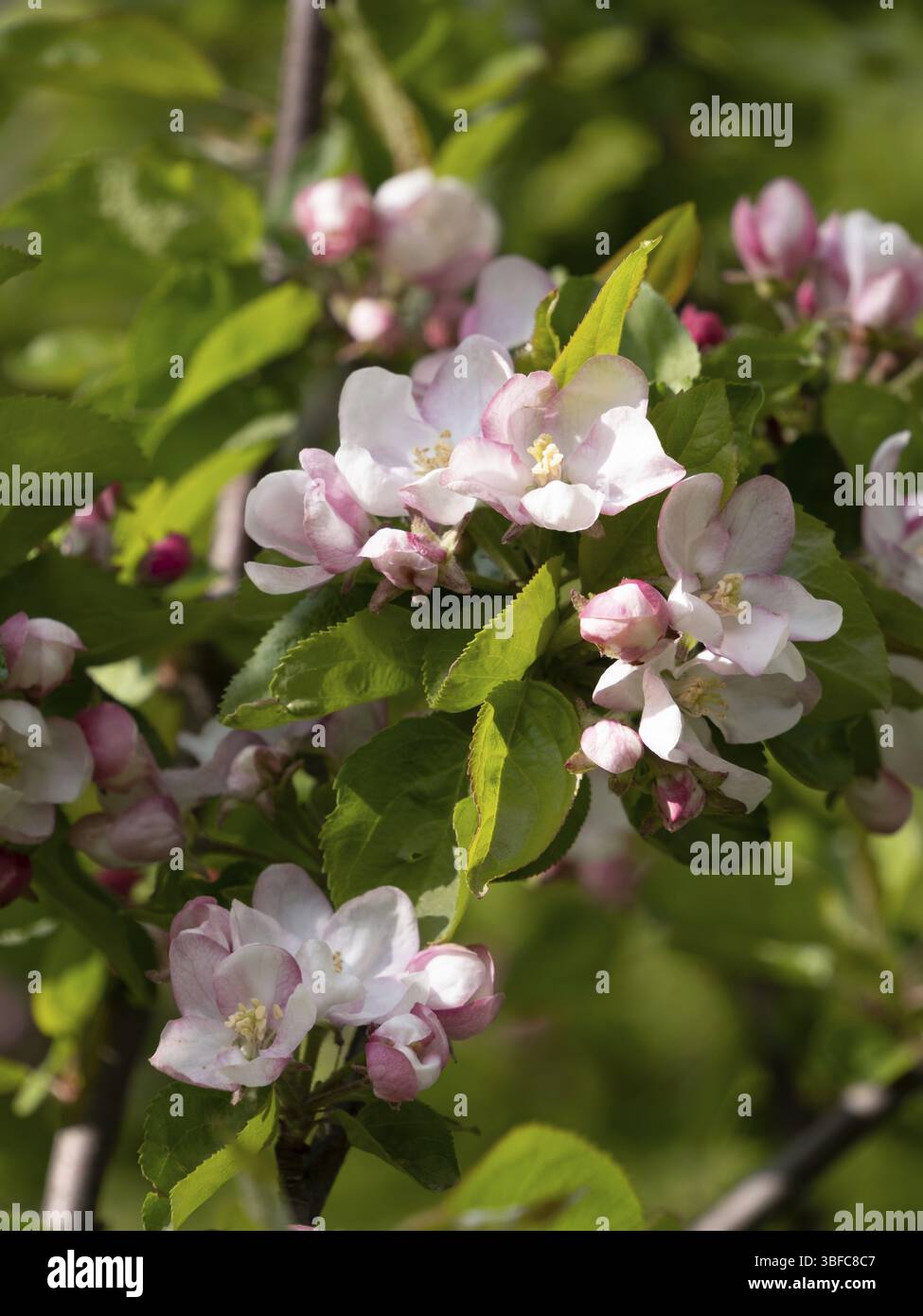 Ramo di mela ricoperto di fiori rosa, periodo di fioritura Foto Stock